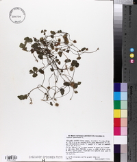 Trifolium subterraneum image