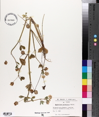 Trifolium resupinatum image