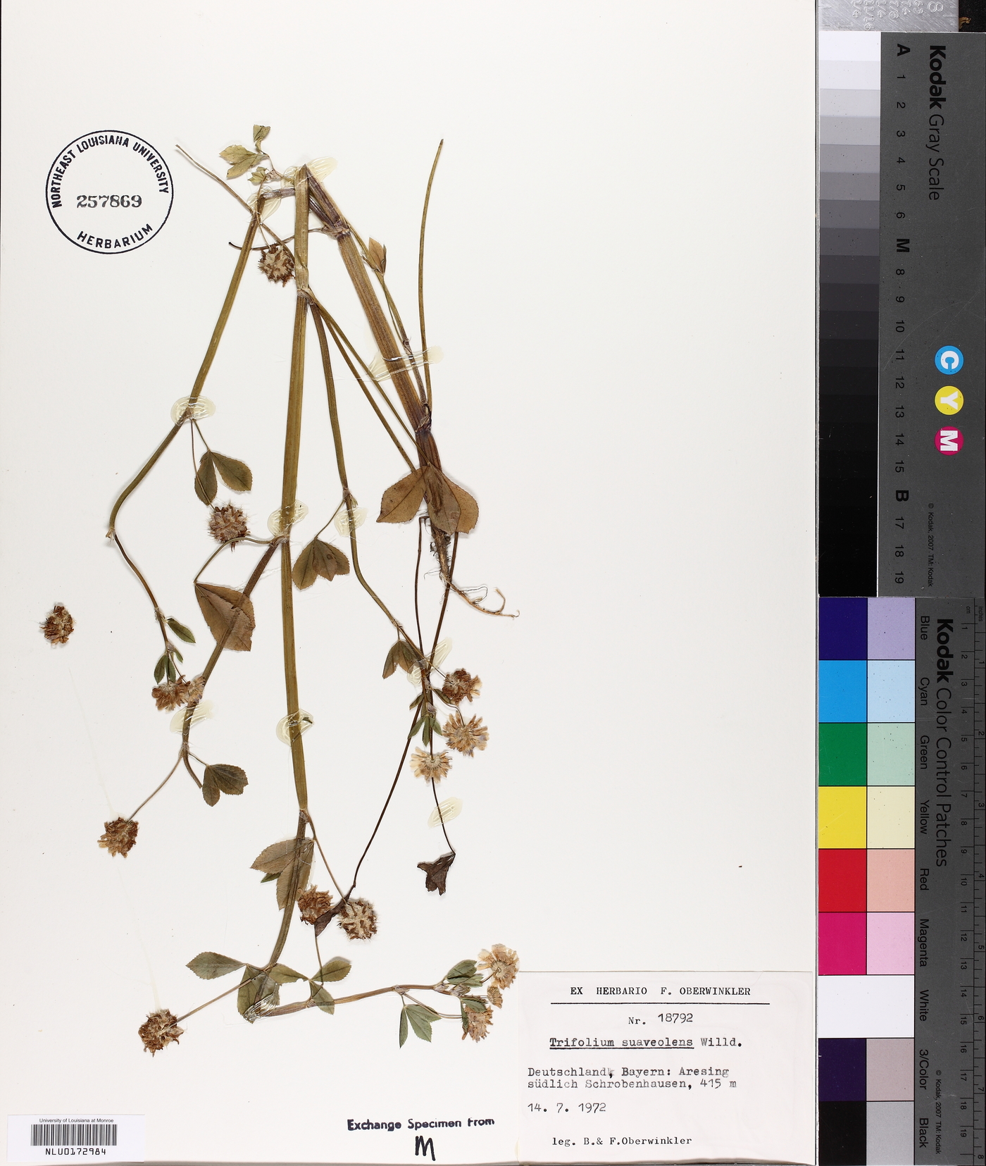 Trifolium resupinatum var. majus image
