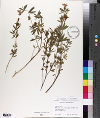 Trifolium lupinaster image