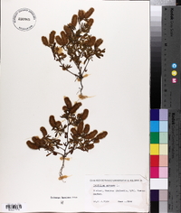 Trifolium arvense image