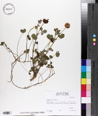 Trifolium hybridum image