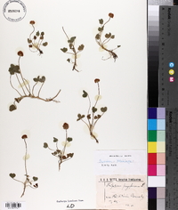 Trifolium fragiferum image