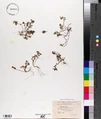 Trifolium filiforme image
