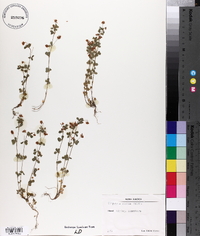 Trifolium dubium image