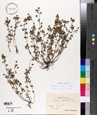 Trifolium dubium image