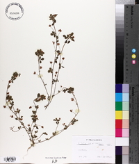 Trifolium dubium image