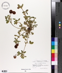 Trifolium badium image