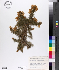 Ulex europaeus image