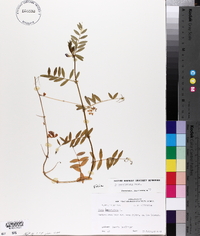 Vicia sativa subsp. nigra image