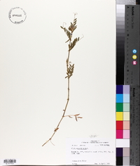 Vicia sativa subsp. nigra image