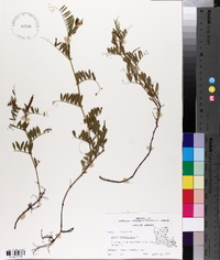 Vicia sativa subsp. nigra image