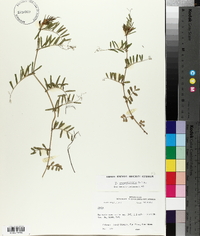 Vicia sativa subsp. nigra image