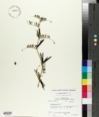 Vicia sativa subsp. nigra image