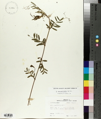 Vicia sativa subsp. nigra image