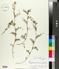 Vicia sativa subsp. nigra image