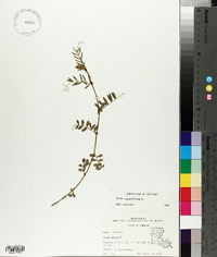 Vicia sativa subsp. nigra image