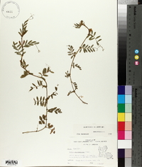 Vicia sativa subsp. nigra image