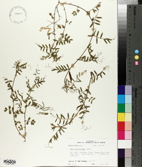 Vicia sativa subsp. nigra image