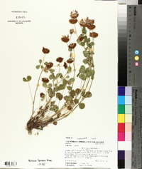 Trifolium hybridum image