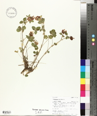 Trifolium hybridum image