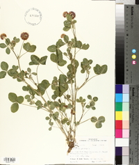 Trifolium hybridum image