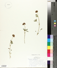 Trifolium hybridum image