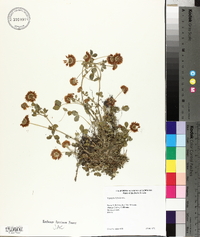 Trifolium hybridum image