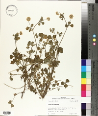 Trifolium hybridum image