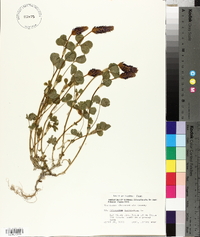 Trifolium incarnatum image