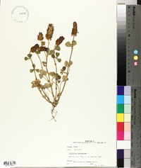 Trifolium incarnatum image