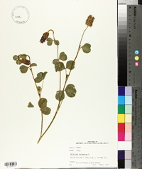 Trifolium incarnatum image