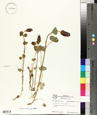 Trifolium incarnatum image