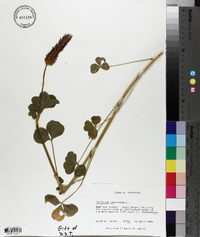 Trifolium incarnatum image