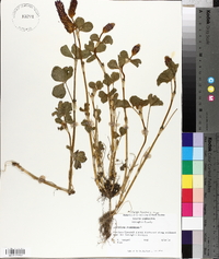 Trifolium incarnatum image