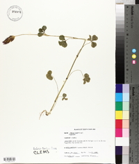 Trifolium incarnatum image