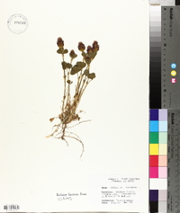 Trifolium incarnatum image