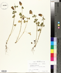 Trifolium incarnatum image