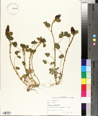 Trifolium incarnatum image