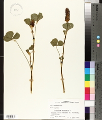 Trifolium incarnatum image