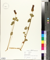 Trifolium incarnatum image