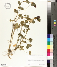 Trifolium incarnatum image