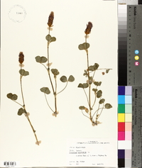 Trifolium incarnatum image