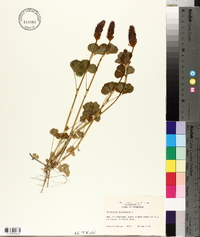 Trifolium incarnatum image