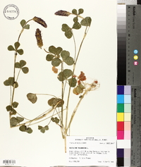 Trifolium incarnatum image