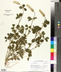 Trifolium incarnatum image