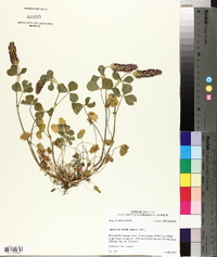 Trifolium incarnatum image