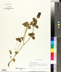 Trifolium incarnatum image