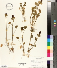 Trifolium incarnatum image