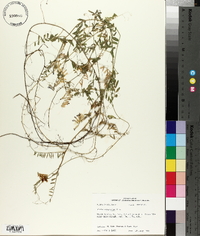 Vicia villosa subsp. varia image